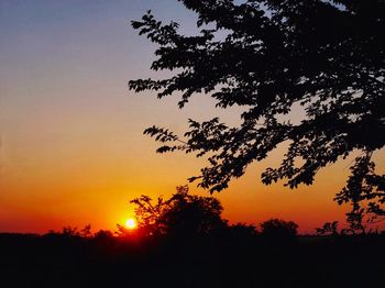 Silhouette of trees at sunset