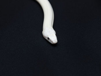 High angle view of a horse on black background