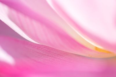 Macro shot of pink flower