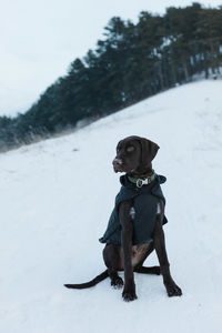 Dog on snow covered land