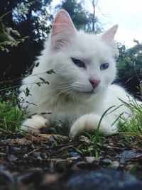 Close-up portrait of cat on grass