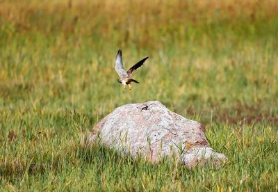 Kestrel, small falcon, taking off. taken in the bird reserve of vestamager nature park.