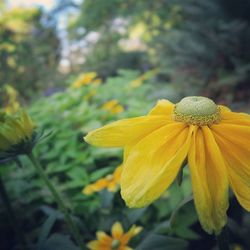 Close-up of yellow flower