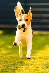 Dog having fun in the backyard. canine background outdoors.