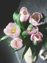 Close-up of pink flower