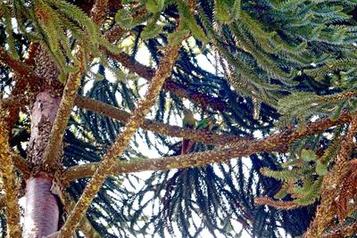 Low angle view of trees