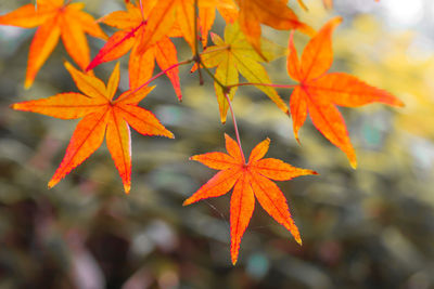 Close-up of maple leaves during autumn