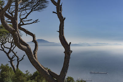 Dead tree by sea against sky