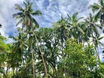 Low angle view of coconut palm trees against sky