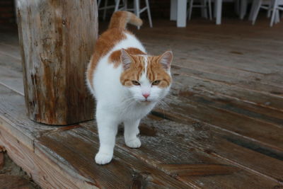 Close-up of cat sitting on hardwood floor