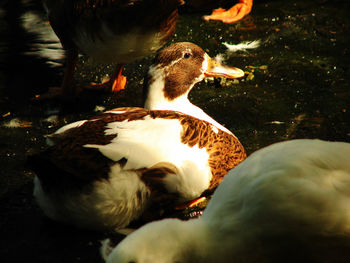 Close-up of duck