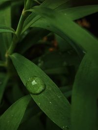 Close-up of water drops on leaf