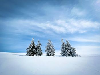 Forest of five coniferous trees covered in snow