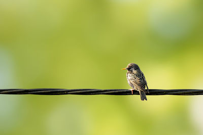 Close-up of bird perching on branch