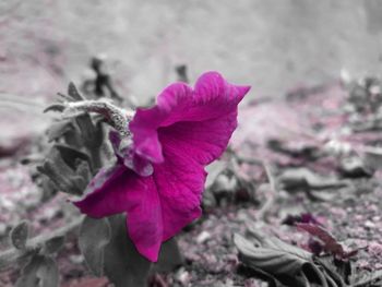 Close-up of pink flowering plant leaves