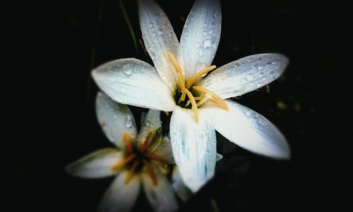 Close-up of water drops on white flower