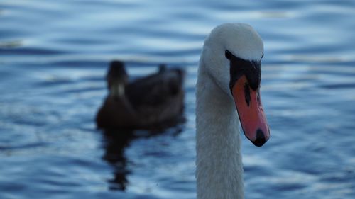 Close-up of swan swimming on lake