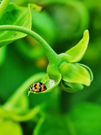 Close-up of ladybug on leaf