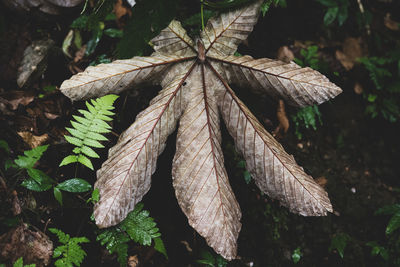 Close-up of plant