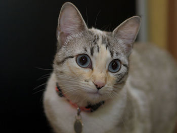 Close-up portrait of kitten by black cat