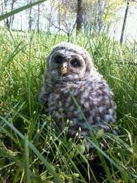 Portrait of owl in grass