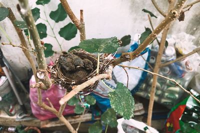 Close-up of butterfly perching on plant