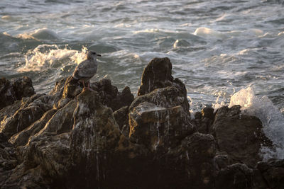 Close-up of bird on rock