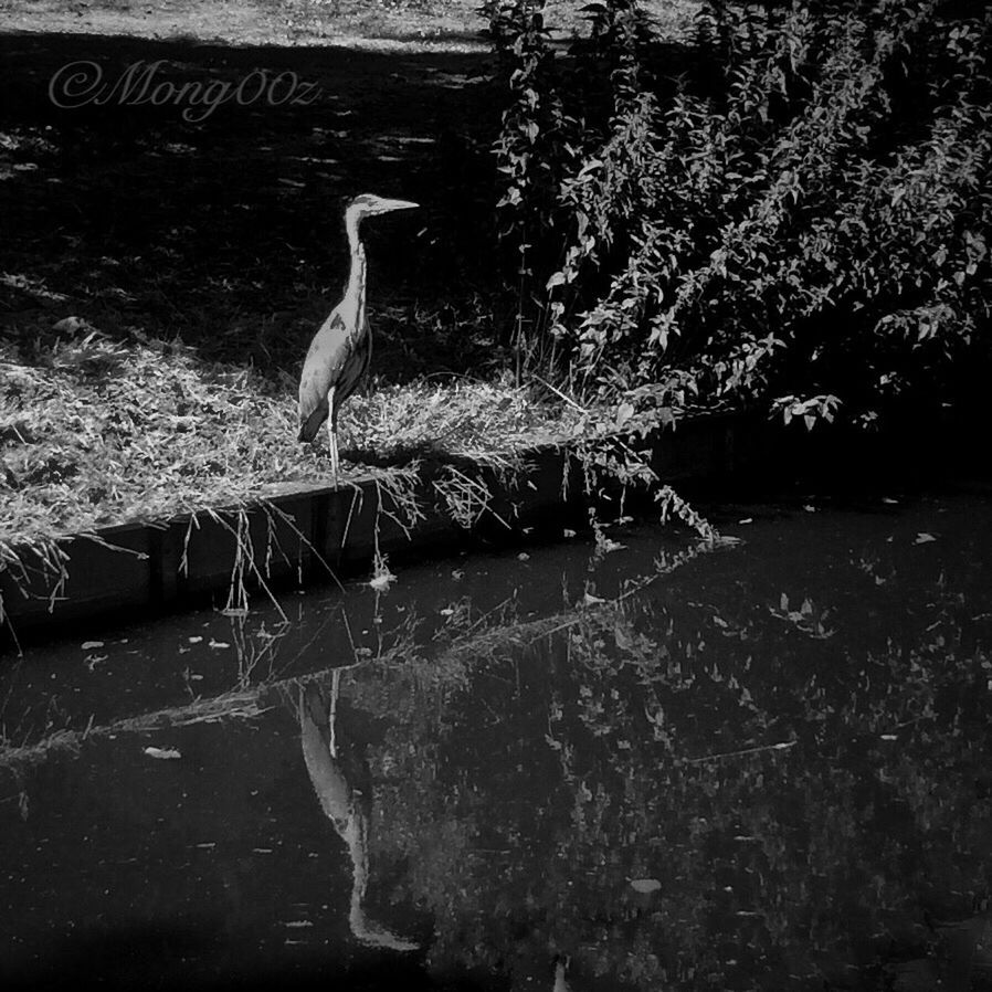 animal themes, vertebrate, bird, animal, animals in the wild, water, animal wildlife, one animal, lake, plant, no people, waterfront, nature, heron, day, tree, reflection, perching, water bird