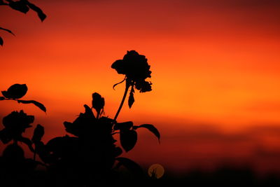 Close-up of silhouette plant against orange sky