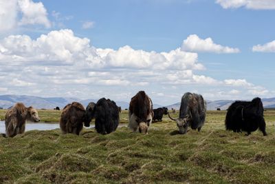 View of sheep on field against sky