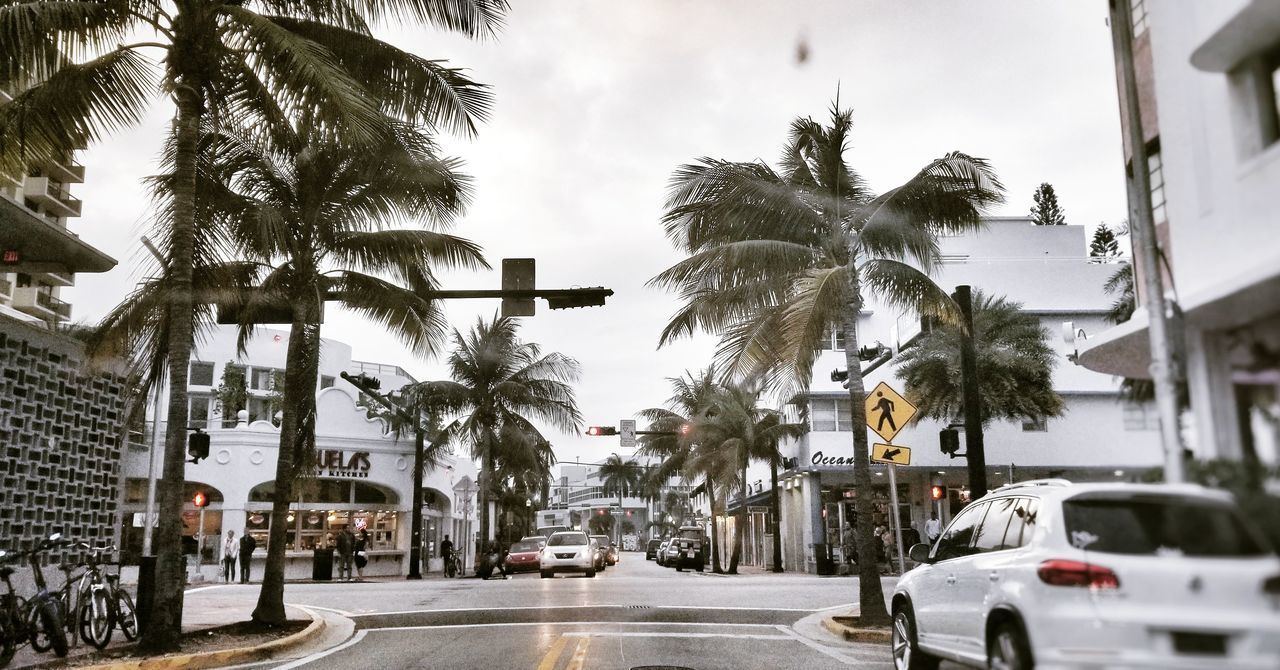 CARS ON ROAD BY PALM TREES AND BUILDINGS IN CITY