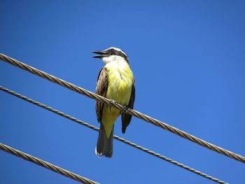 Low angle view of bird perching on cable against blue sky