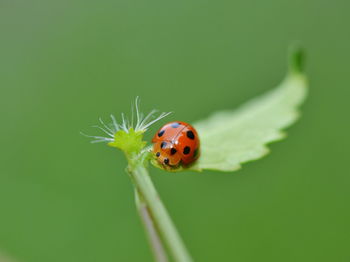 Close-up of ladybug on leaf