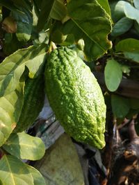 Close-up of fruits growing on tree