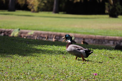 Ducks on a field