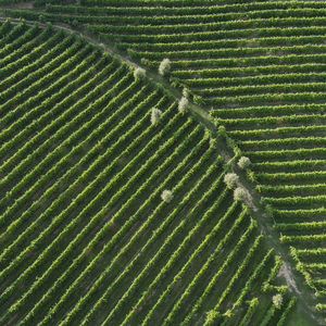 High angle view of agricultural field