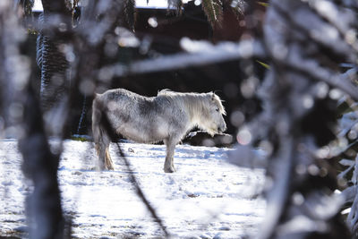 Horse in winter