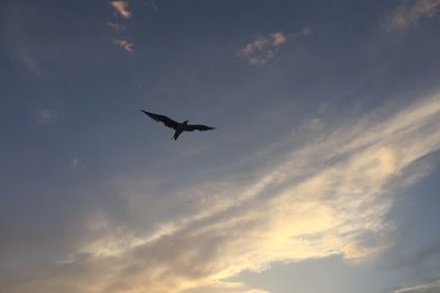 Low angle view of silhouette bird flying against sky