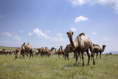 Bactrian camels on field against sky