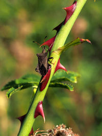 Close-up of insect on flower