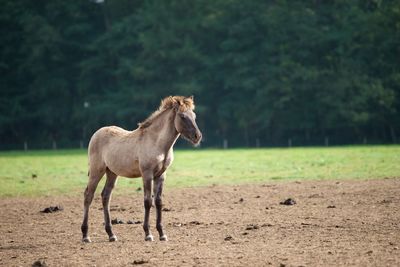 Horse standing on field