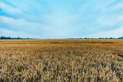 Scenic view of field against sky