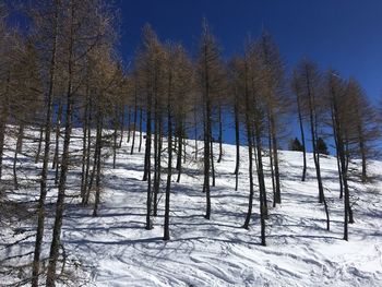 Trees on snow covered field against sky