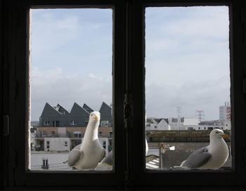 View of birds against sky seen through window