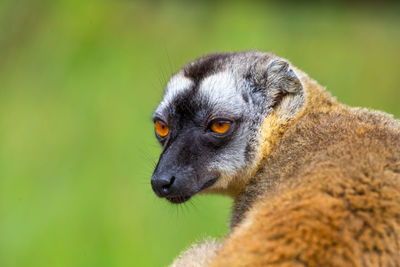 Portrait of a brown maki, a close up of a funny lemur