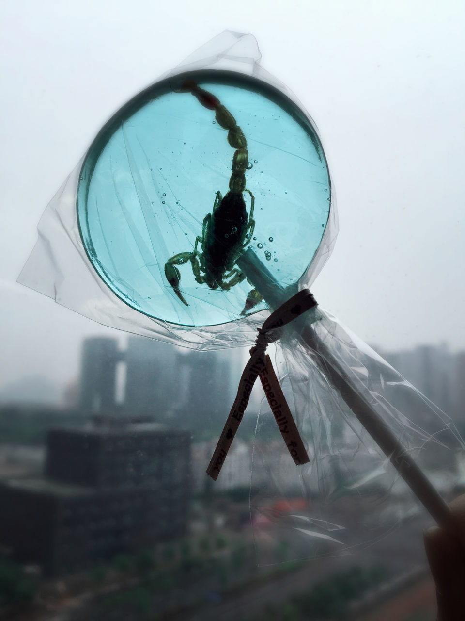 CLOSE-UP OF INSECT ON GLASS WITH REFLECTION OF WATER