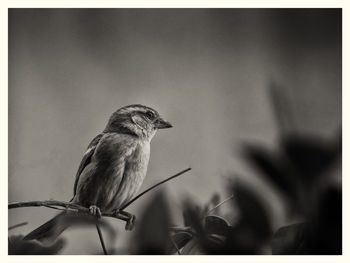 Close-up of bird perching outdoors