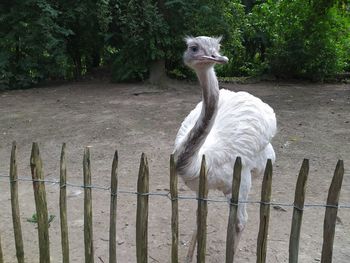 View of bird on wooden post in field