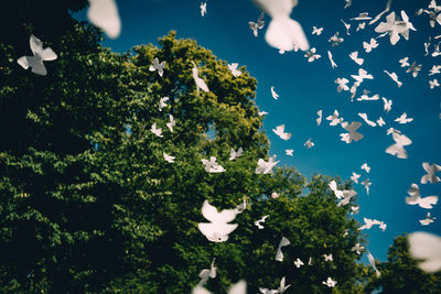 Low angle view of tree against sky