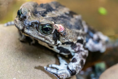 Close-up of frog